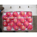 Apple Fruit